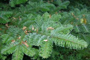close up noble branch – Noble fir close up noble branch - Noble fir - Welfield