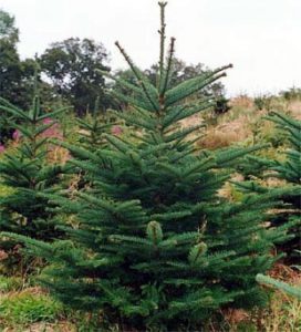 NobleFir – Welfield NobleFir - Welfield