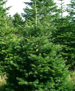 NordmanFirs – Welfield NordmanFirs - Welfield