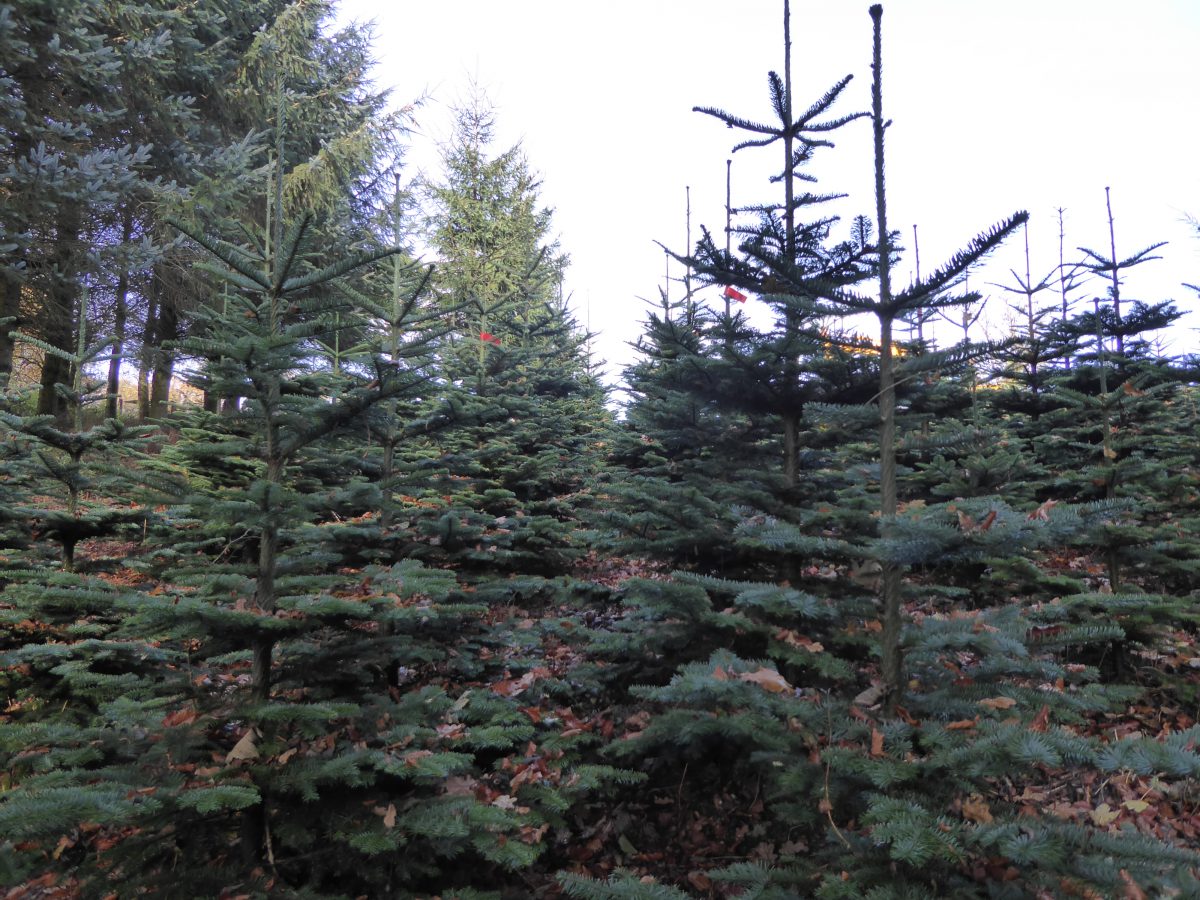 Welfield Leading suppliers of Christmas Trees & Firewood