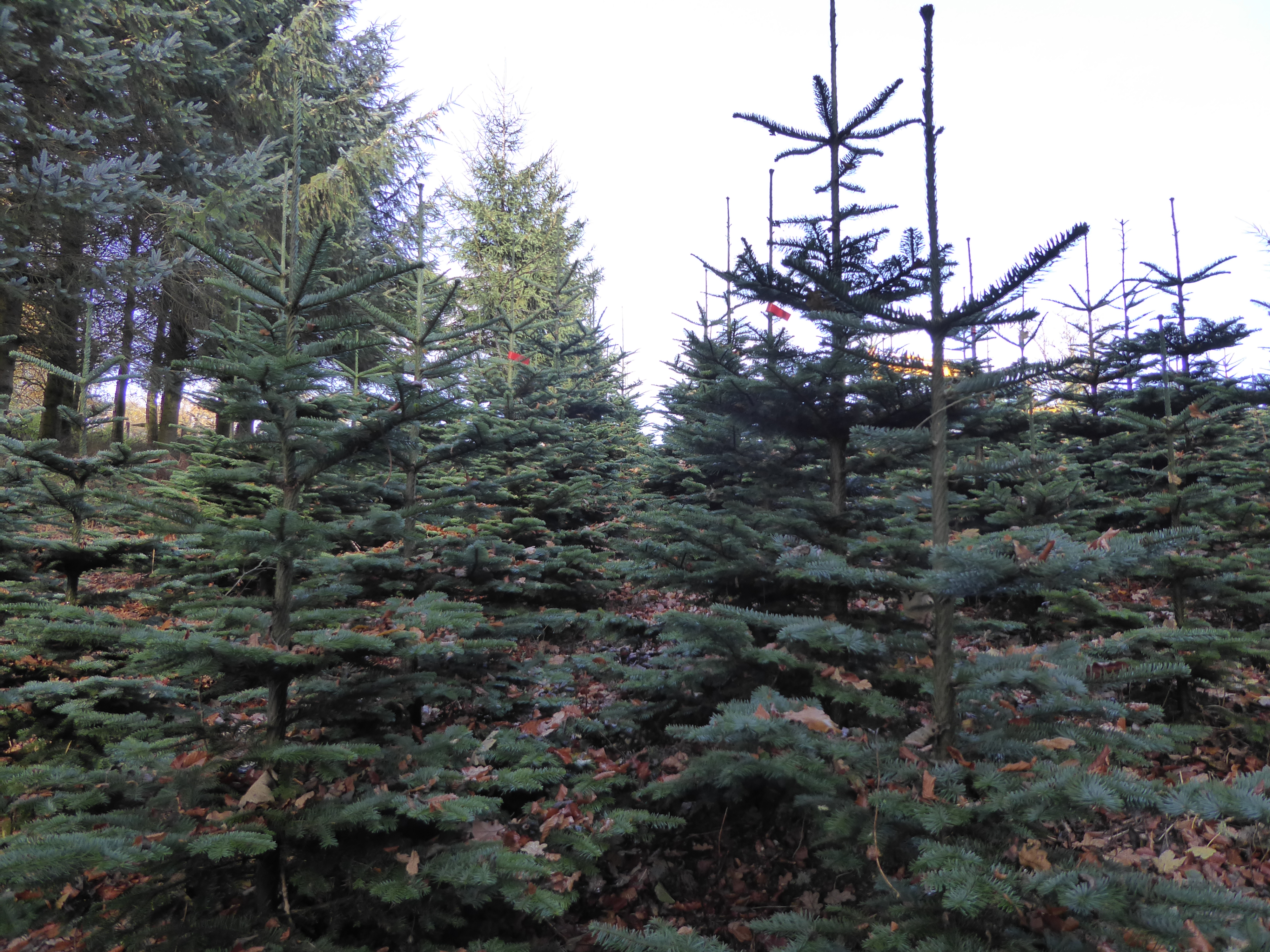 noble firs – Welfield noble firs plantation - Welfield