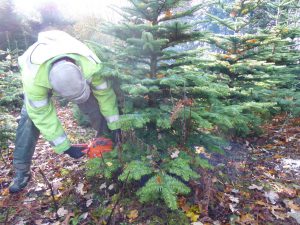 christmas tree cutting - Welfield