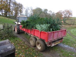 christmas tree transportation - Welfield