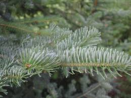 close up nordman branch - Noble fir - Welfield