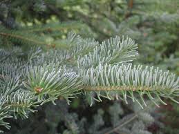 close up nordman branch – Noble fir close up nordman branch - Noble fir - Welfield
