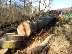 storm damaged tree - firewood - Welfield