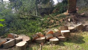tree cut into manageable pieces - firewood - Welfield