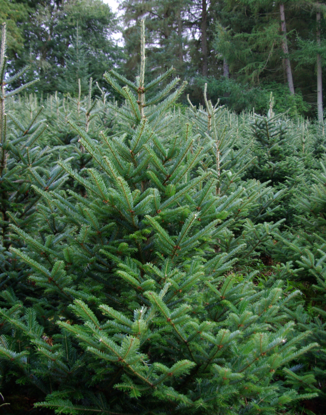 Christmas tree plantation - Welfield